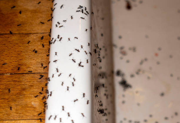 Best Local Pest Control Services  in Odenton, MD