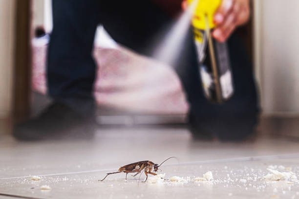 Best Rat Extermination Near Me  in Odenton, MD